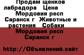 Продам щенков лабрадора › Цена ­ 3 000 - Мордовия респ., Саранск г. Животные и растения » Собаки   . Мордовия респ.,Саранск г.